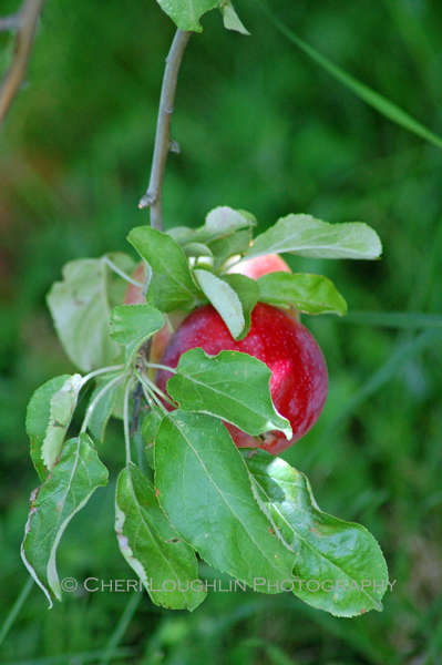 Apple Orchard on site of Breezy Hills Vineyard - photo by Cheri Loughlin, The Intoxicologist