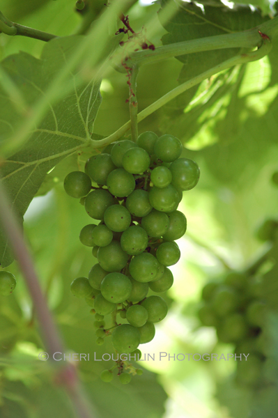 Grapes on vine at Breezy Hills Vineyard in Minden, Iowa - photo by Cheri Loughlin, The Intoxicologist