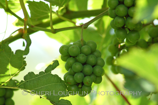 Grapes on vine at Breezy Hills Vineyard in Minden, Iowa - photo by Cheri Loughlin, The Intoxicologist