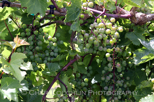 Clusters of beautifully colored grapes at Breezy Hills Vineyard - photo by Cheri Loughlin, The Intoxicologist