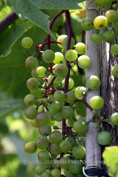 Clusters of beautifully colored grapes at Breezy Hills Vineyard - photo by Cheri Loughlin, The Intoxicologist