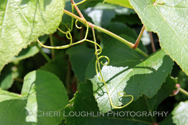 Twisting Grape Vine at Breezy Hills Vineyard - photo by Cheri Loughlin, The Intoxicologist