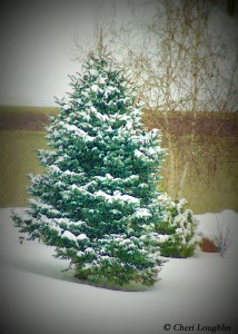 Snowy Fir Tree photo copyright Cheri Loughlin
