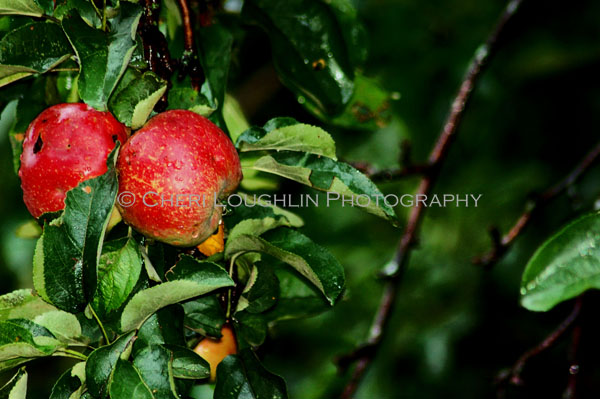 Apples - photo copyright Cheri Loughlin