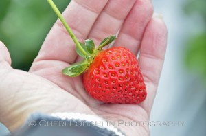 Driscoll's Berry Tour 113 - Driscoll's Strawberry