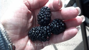 Season's Finest Blackberries