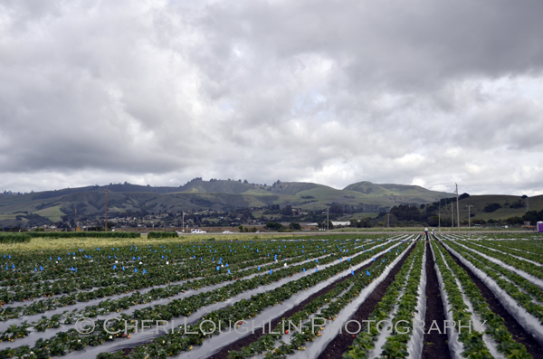 Driscoll's Berry Tour 087