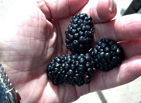 Fresh blackberries are the perfect fit for making homemade liqueur.